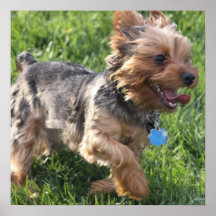 York Terrier Dog Poster