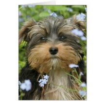 York Terrier Greeting Card