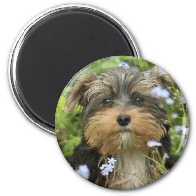 York Terrier Magnet