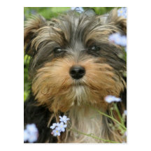 York Terrier Postcard
