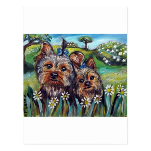 Yorkie best buds Lucy and Milly Postcards