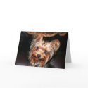 Yorkie cards by Kranesart Yorkie cards