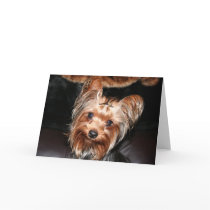 Yorkie cards by Kranesart Yorkie cards