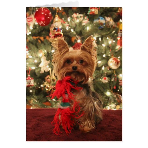 Yorkie Christmas 2 Card Zazzle