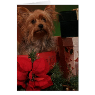 yorkies gifts on zazzle christmas cards with yorkies