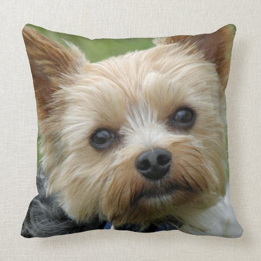 yorkie pillow