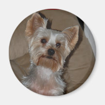 Yorkie Fridge Magnet