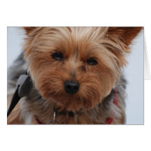 Yorkie Greeting Card