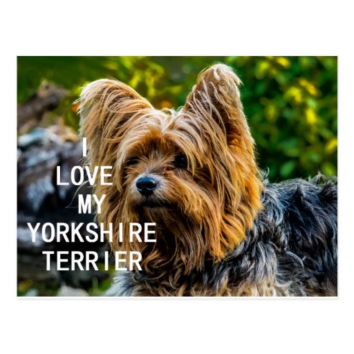 yorkie black and gold yorkie w pic black and gold postcard zazzle yorkie black and gold yorkie w pic black and gold postcard zazzle