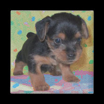 Yorkie Magnet