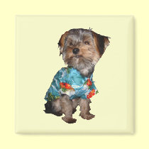 Yorkie Magnet magnets