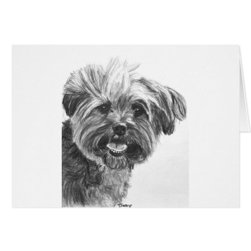 Line Drawing Yorkie : Yorkie mix charcoal drawing greeting card zazzle