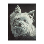 Yorkie Postcard