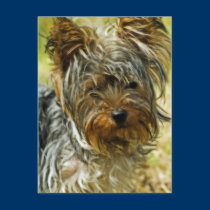 Yorkie postcards