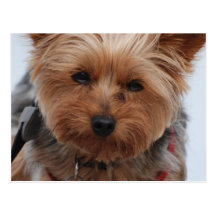 Yorkie  Postcard