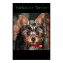Yorkie  posters