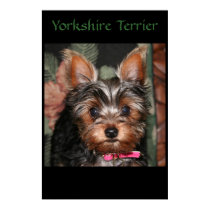 Yorkie  posters