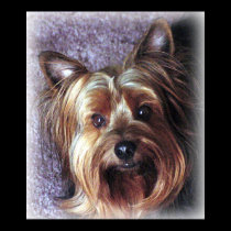 Yorkie posters