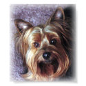 Yorkie posters