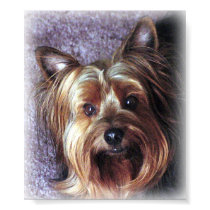 Yorkie posters