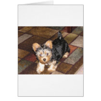 Yorkie Puppy Cards