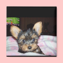 Yorkie Puppy Dog Lover Gifts magnets