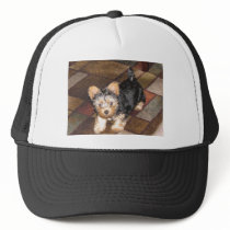 Yorkie Puppy Mesh Hats