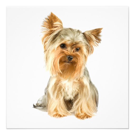 Yorkie Puppy Invitations