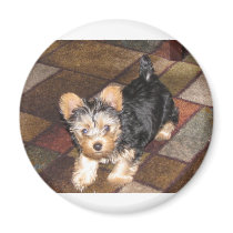 Yorkie Puppy Fridge Magnet