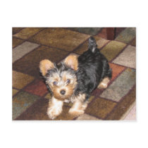 Yorkie Puppy Post Card