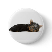 Yorkie Puppy Sleeping