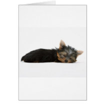 Yorkie Puppy Sleeping cards