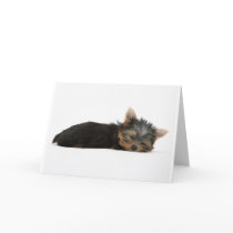 Yorkie Puppy Sleeping cards