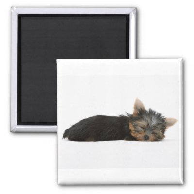 pictures of puppies sleeping. Yorkie Puppy Sleeping