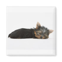 Yorkie Puppy Sleeping magnets by PawsandClaws Yorkie Puppy Sleeping magnets