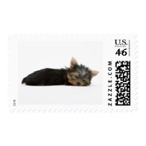 Yorkie Puppy Sleeping Stamps