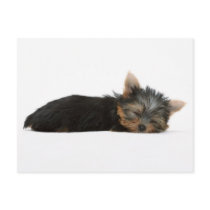 Yorkie Puppy Sleeping postcards by PawsandClaws Yorkie Puppy Sleeping postcards