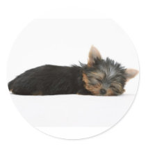 Yorkie Puppy Sleeping stickers