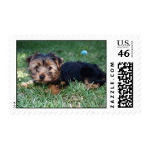 Yorkie puppy stamp stamps