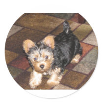 Yorkie Puppy Sticker