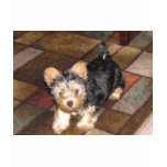 Yorkie Puppy t-shirts