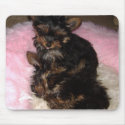 Yorkie Pups mousepads by Dolfins4ever Yorkie Pups mousepads