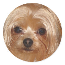 Yorkie Sticker by amyprisci Yorkie Sticker