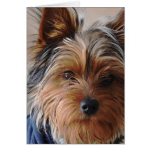 Yorkie Terrier  Greeting Card