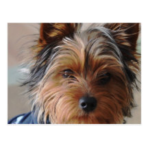 Yorkie Terrier  Postcard