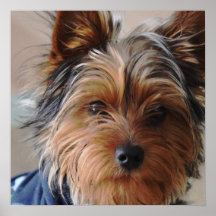 Yorkie Terrier  Poster