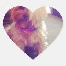 Yorkie with a Combover Heart Sticker