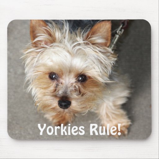 how to your yorkie to on a pad yorkie yorkies rule mouse pad zazzle how to your yorkie to on a pad yorkie yorkies rule mouse pad zazzle