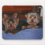 Yorkies - buddies mousepads