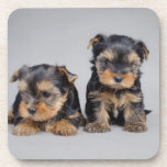 Yorkies Drink Coasters